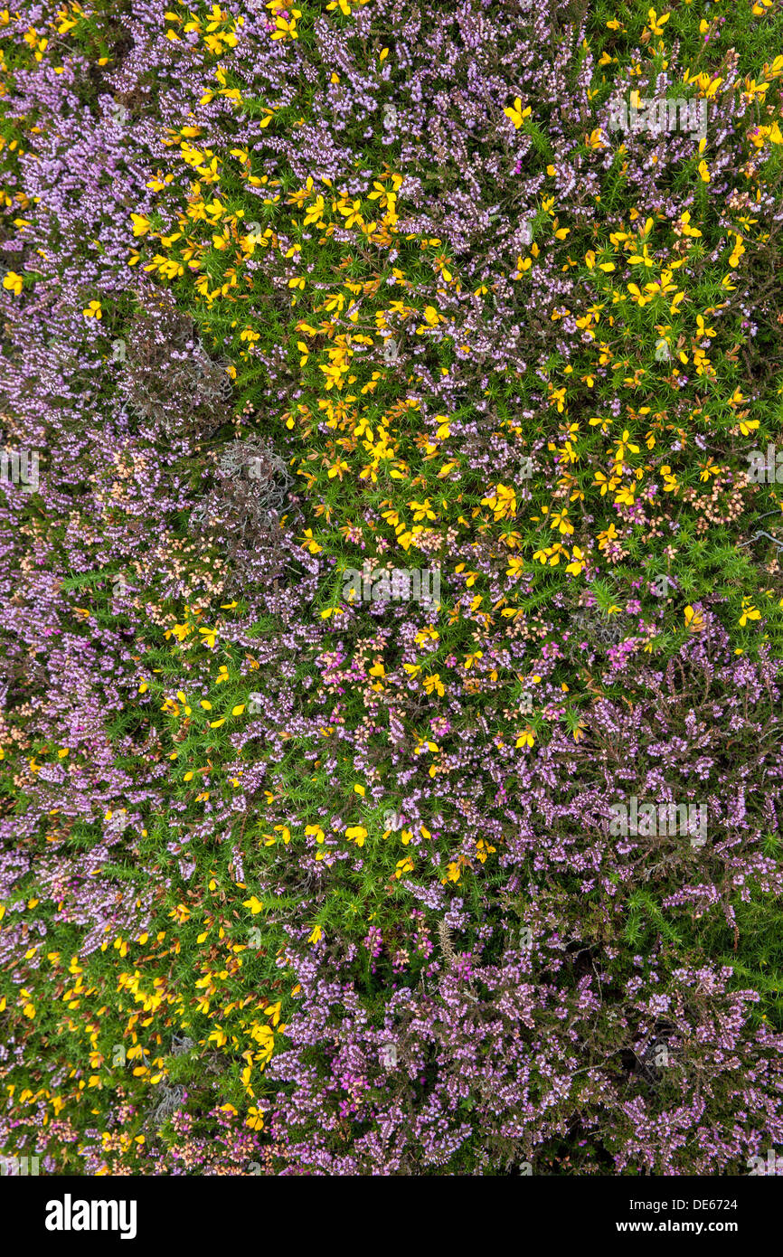 Heather background with many colours Stock Photo