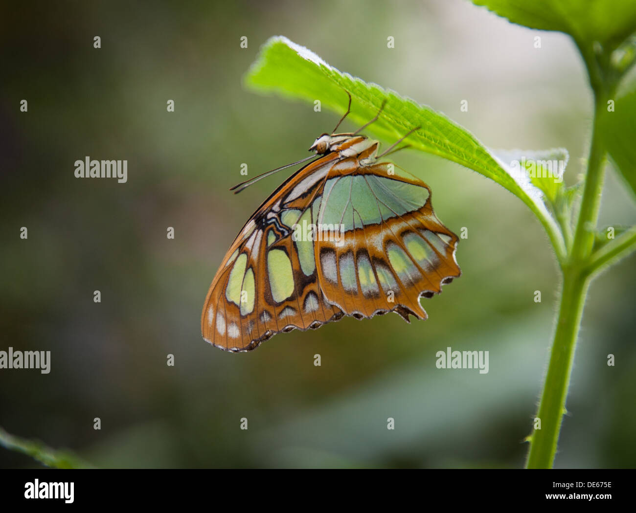 malachite butterflies (Siproeta stelenes) on leaf Stock Photo