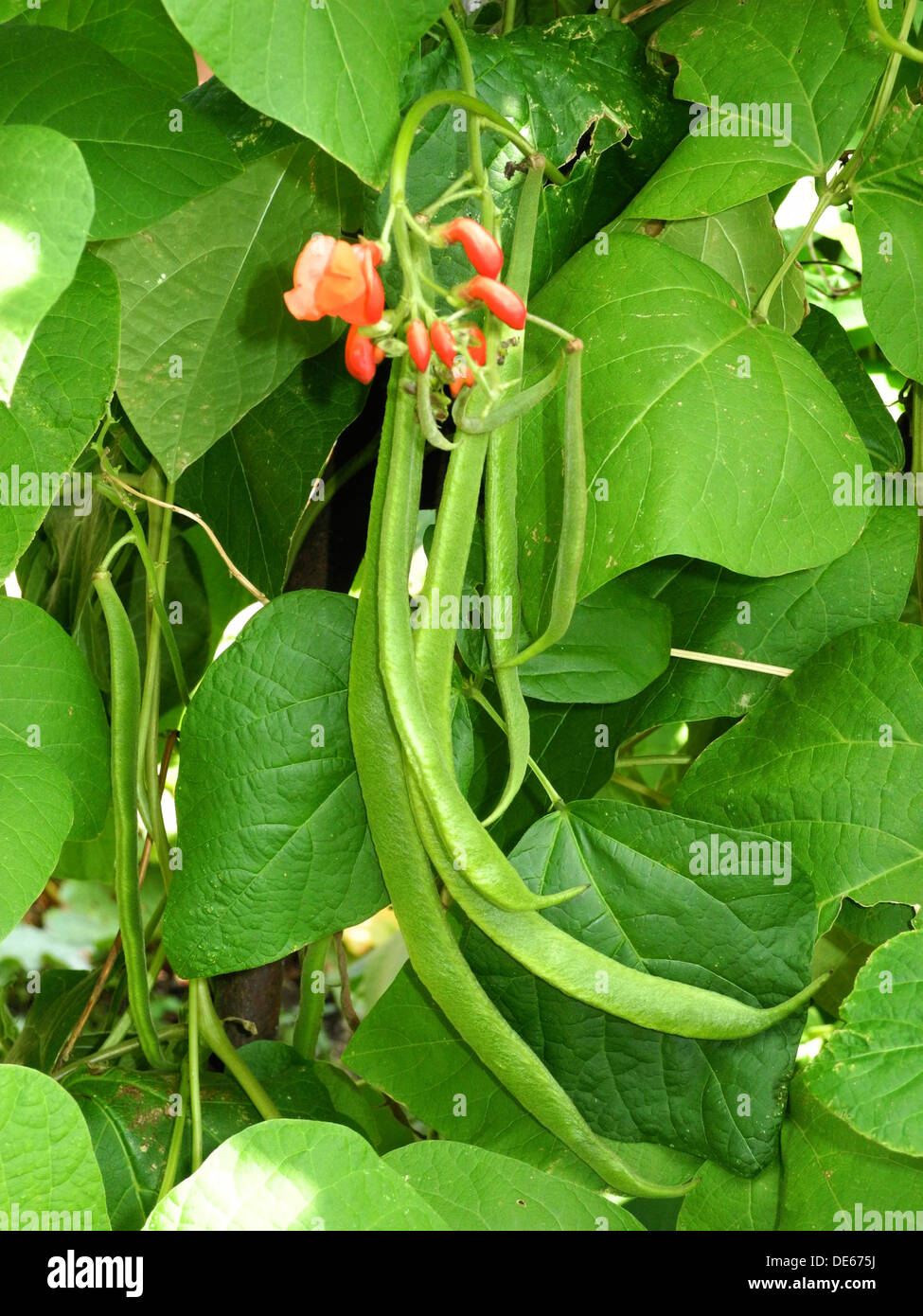 Runner Beans ready for harvesting Stock Photo Alamy