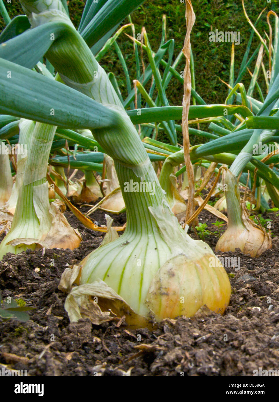 An onion crop in a vegetable garden. From the archives of Press Portrait  Service (formerly Press Portrait Bureau Stock Photo - Alamy