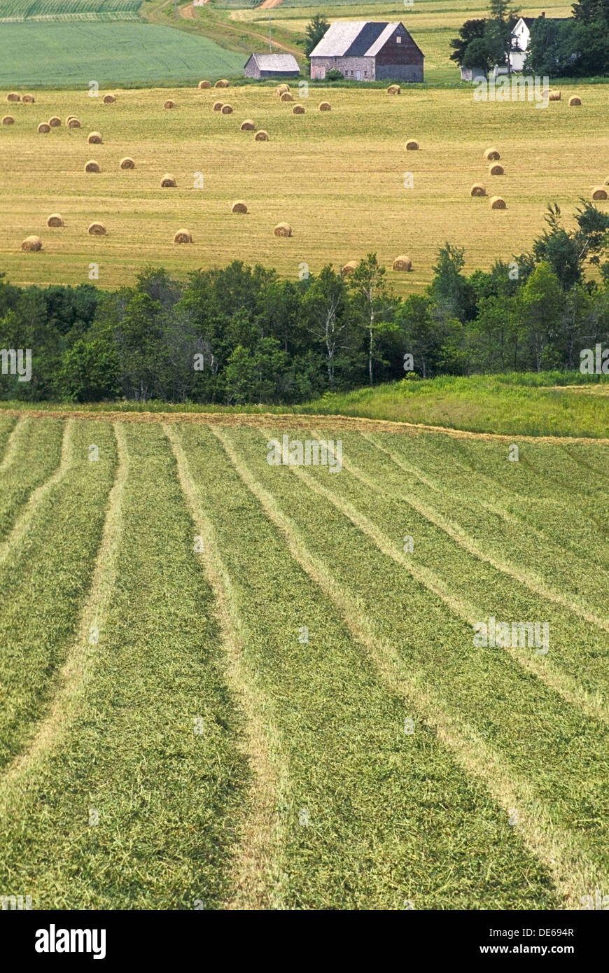 Farm, South Melville, Prince Edward Island, Canada Stock Photo Alamy