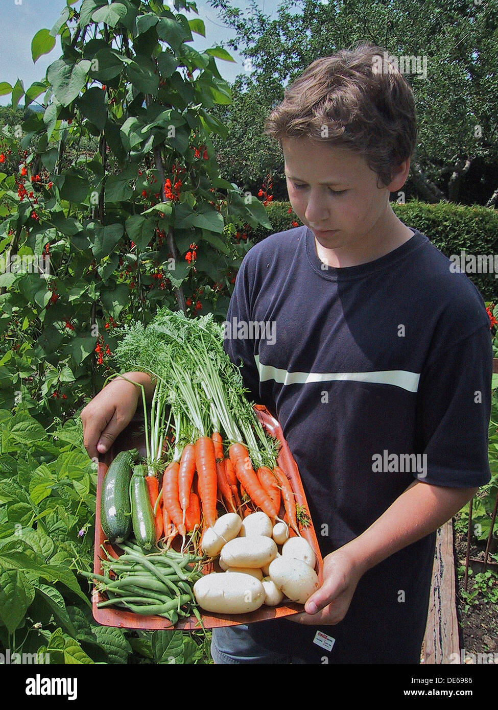 Harvesting fresh organic garden vegetables Stock Photo