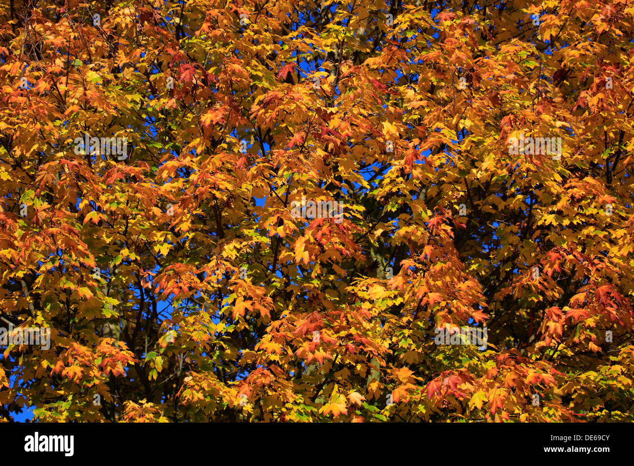 Maple tree leaves in autumn colours, (Acer platanoides Stock Photo - Alamy