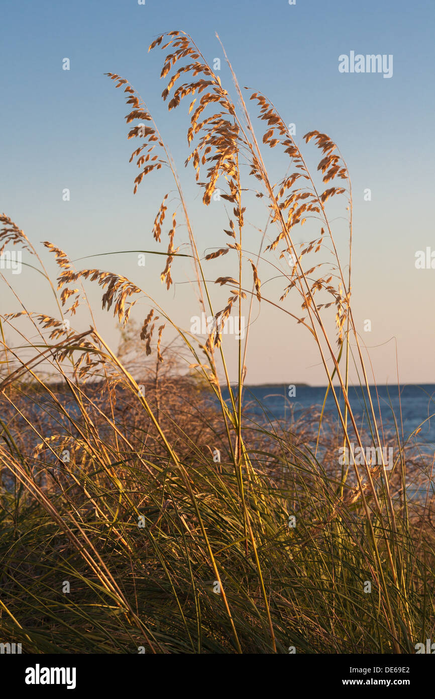 Sea oats along the Cedar Key, Florida west coast at sundown. Stock Photo