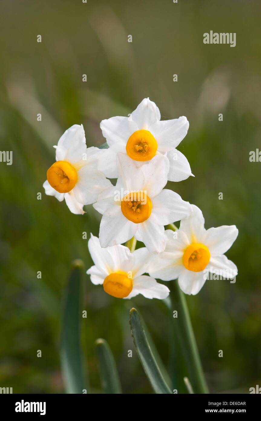 Narcissus tazetta Daffodil, Chinese Sacred Lily, Bunchflowered