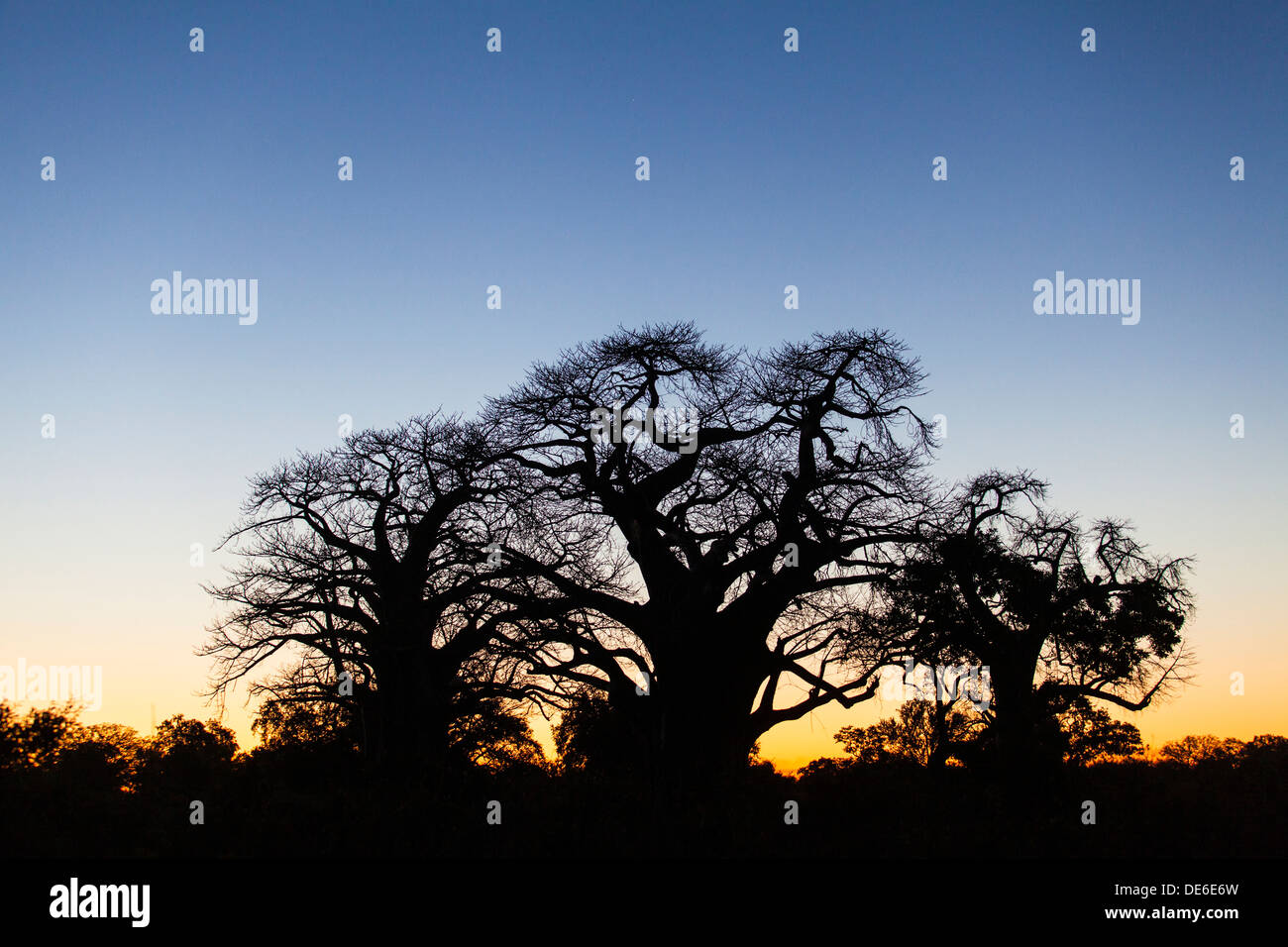 Silhouette of three baobabs Stock Photo