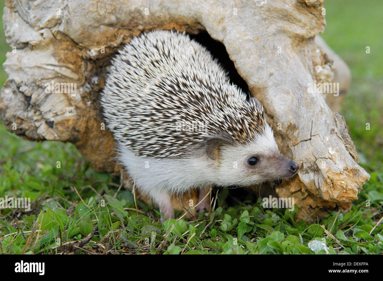 Algerian hedgehog (Atelerix algirus Stock Photo Alamy