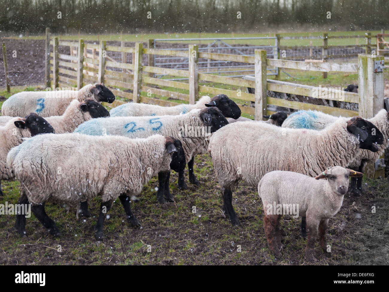 A selection of farmyard sheep head over to feed just as it starts to snow. Stock Photo