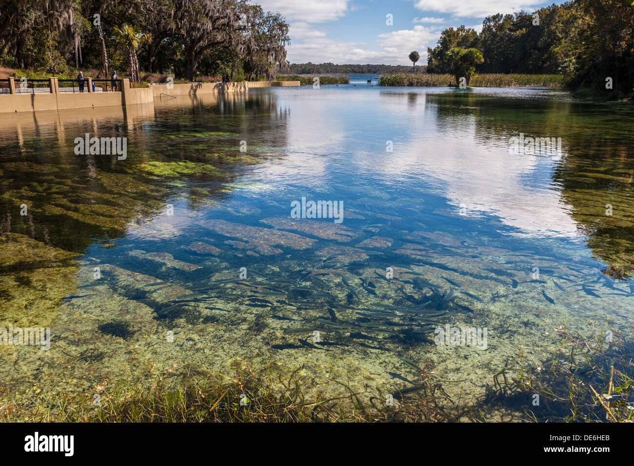 Fish swimming on bottom can clearly be seen in the swimming area of
