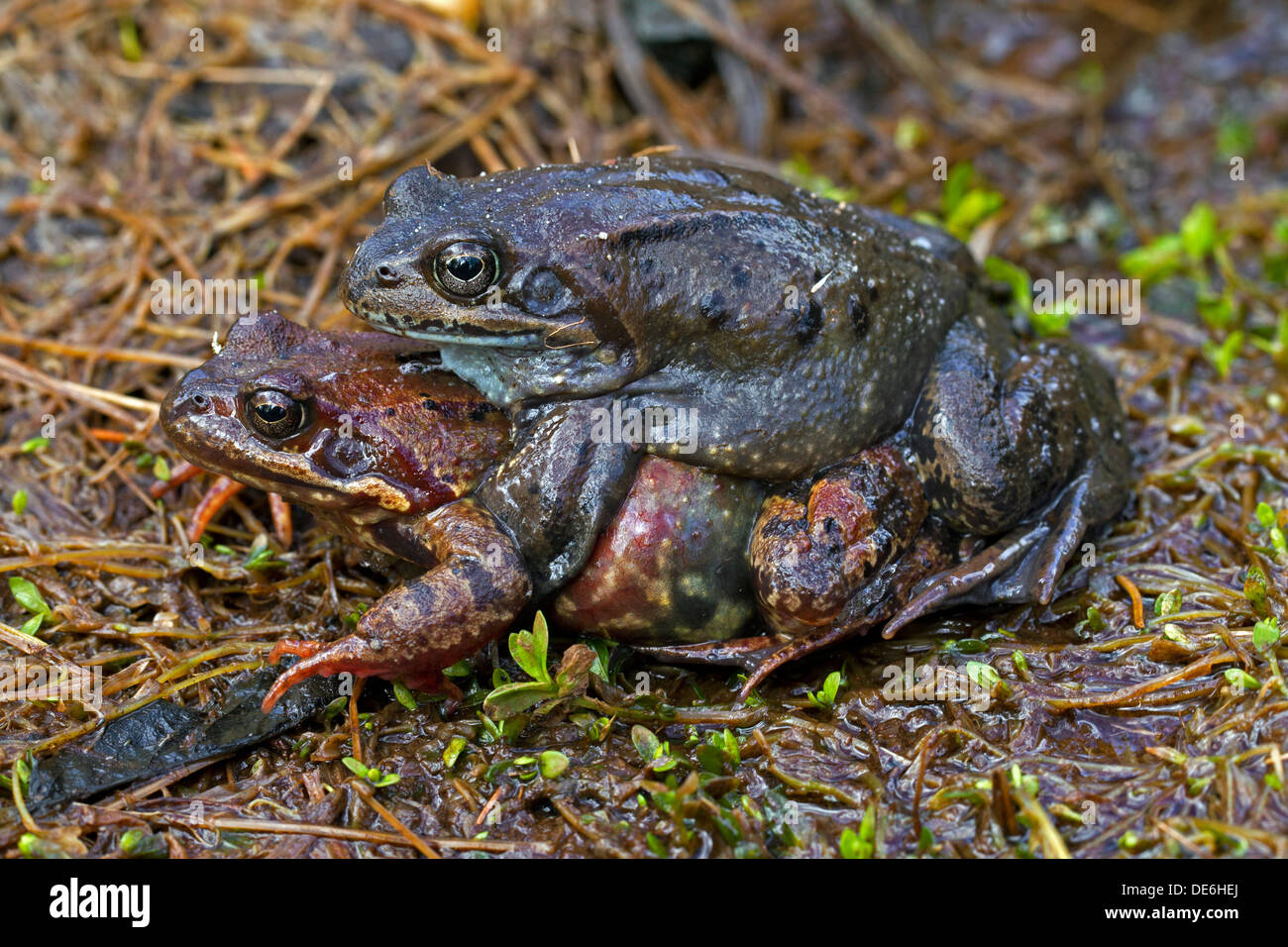 European common brown frogs (Rana temporaria) pair in amplexus migrating to breeding ground in spring Stock Photo