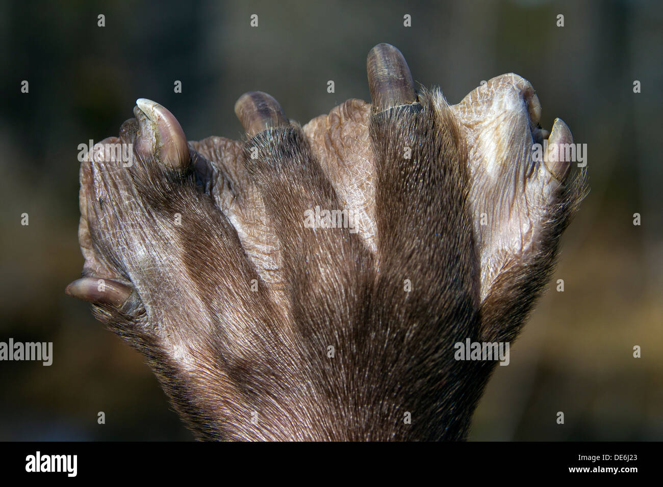 European beaver (Castor fiber) close up of webbed paw of hind leg Stock Photo