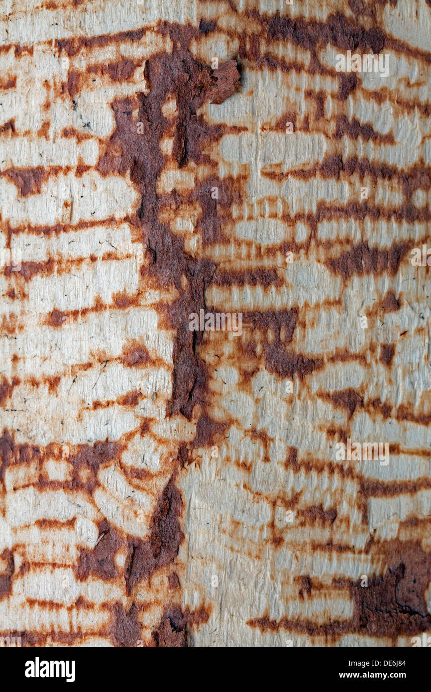 Eurasian beaver (Castor fiber) teeth marks on birch tree trunk Stock Photo