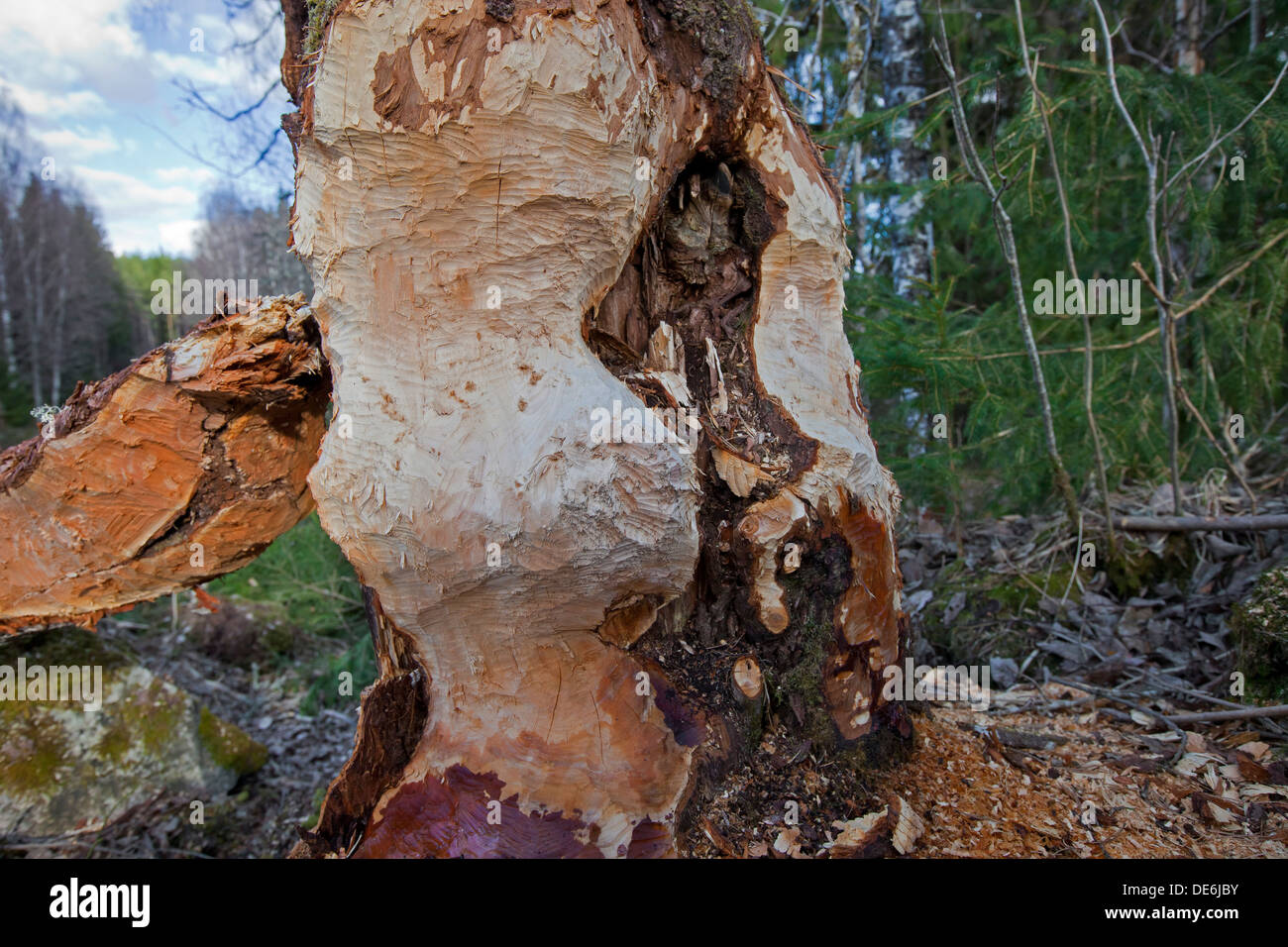Tree trunk showing teeth marks from gnawing by Eurasian beaver (Castor fiber) Stock Photo