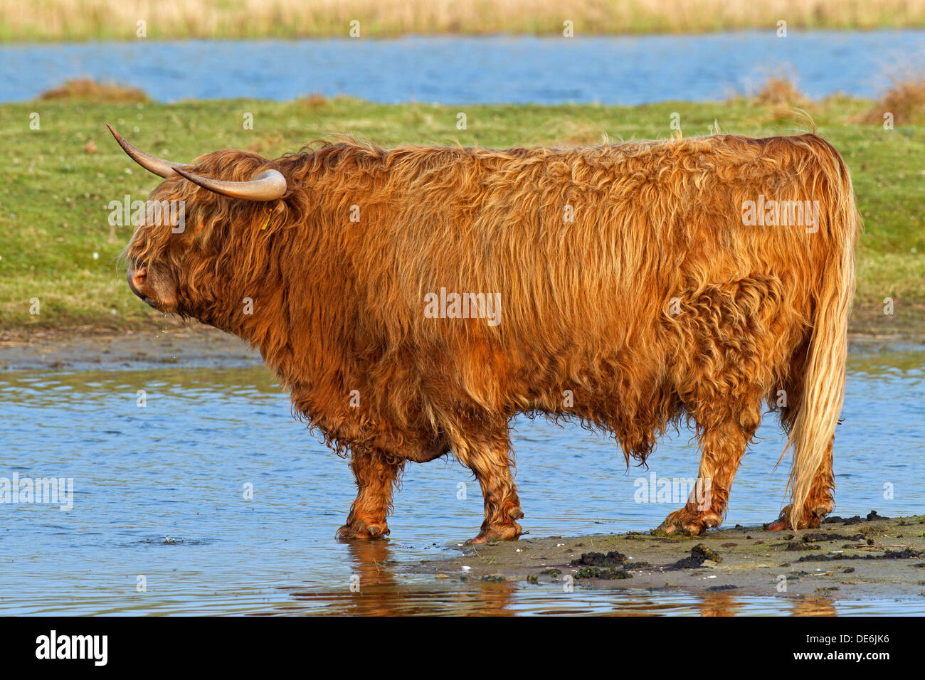Red Highland Cattle (Bos taurus) bull with large horns in field Stock Photo