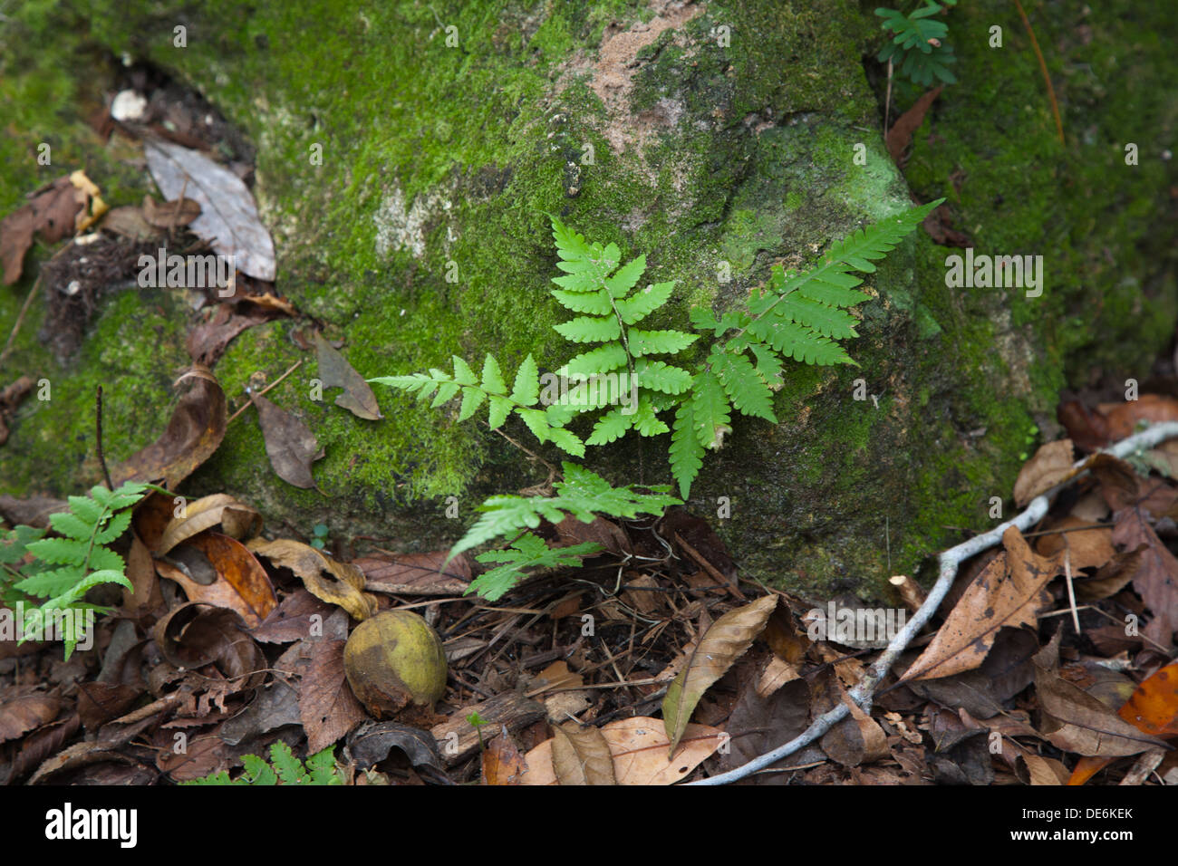 Ferns and moss grow on and around rocks in Rainbow Springs State Park ...