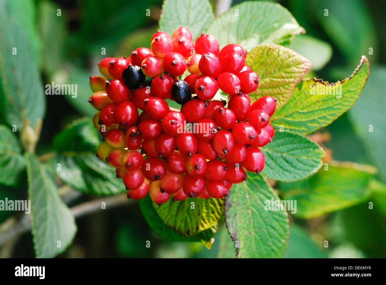 Berry deciduous hires stock photography and images Alamy