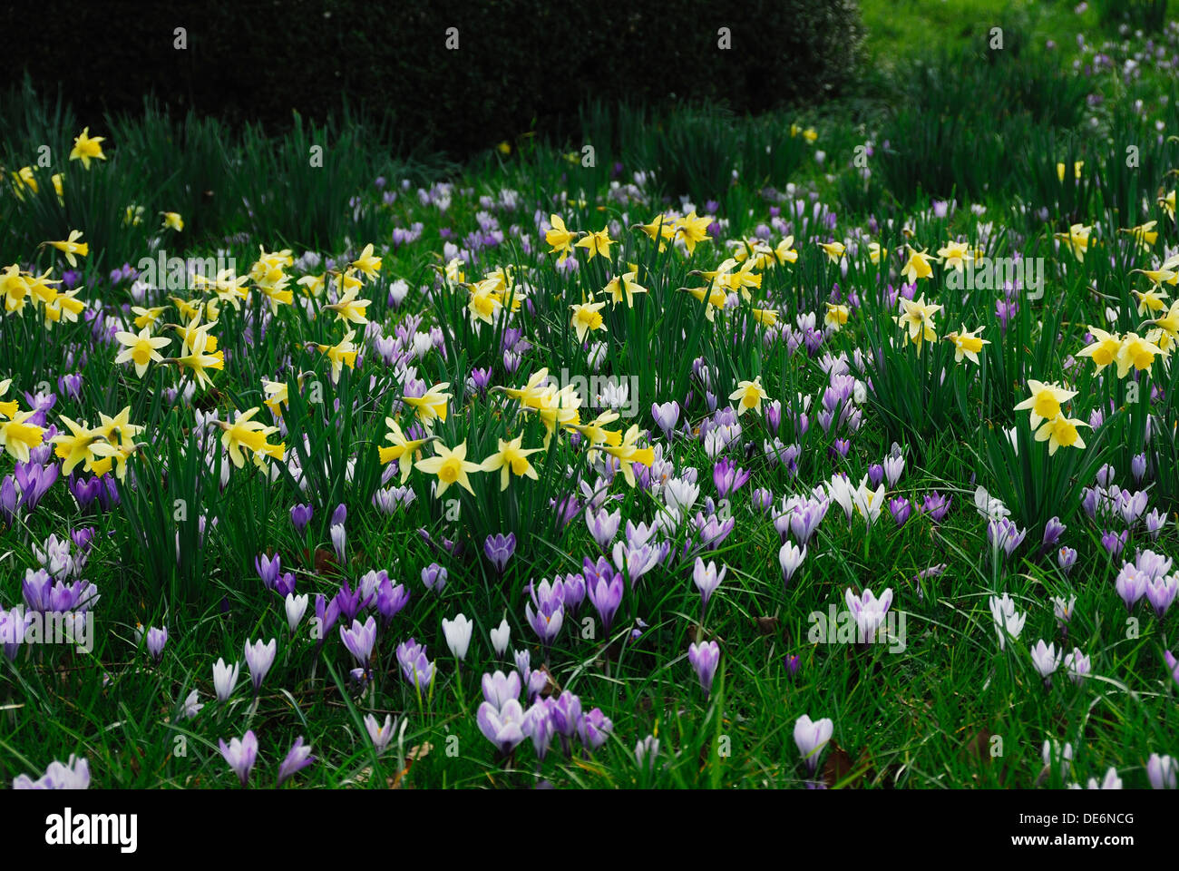 A show of daffodils and crocus on a garden lawn in spring UK Stock