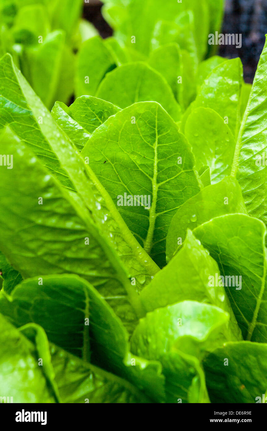 Lettuce in an urban garden Stock Photo Alamy
