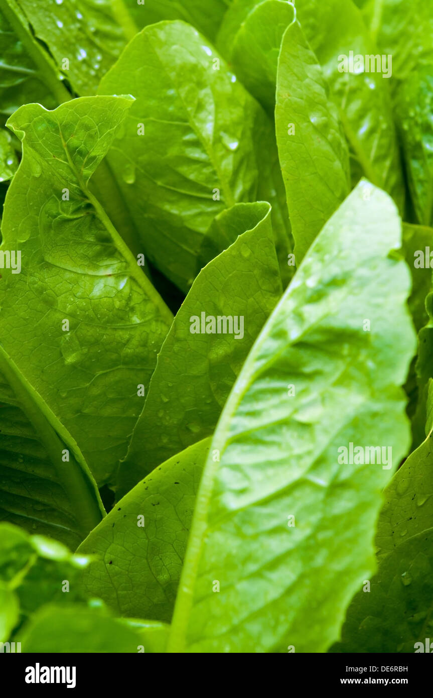 Lettuce in an urban garden Stock Photo Alamy