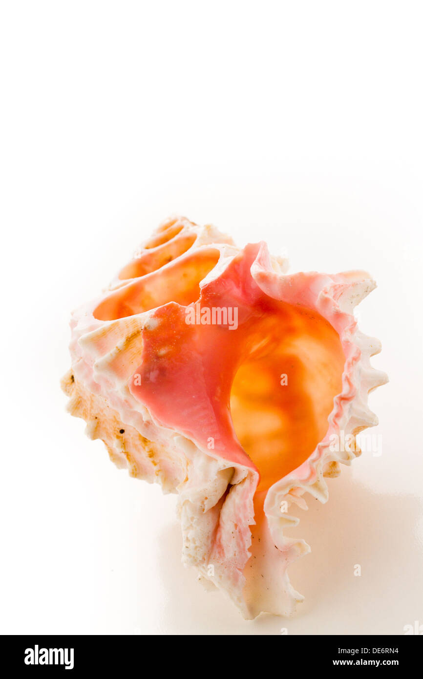 Common nutmeg shell hi-res stock photography and images - Alamy