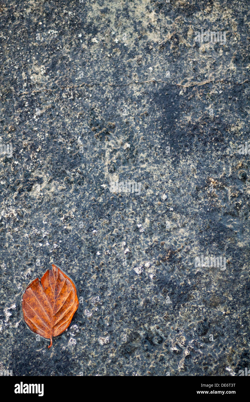 Fagus Sylvatica (Common Beech Leaf) fallen on Limestone Pavement in Lancashire, UK Stock Photo