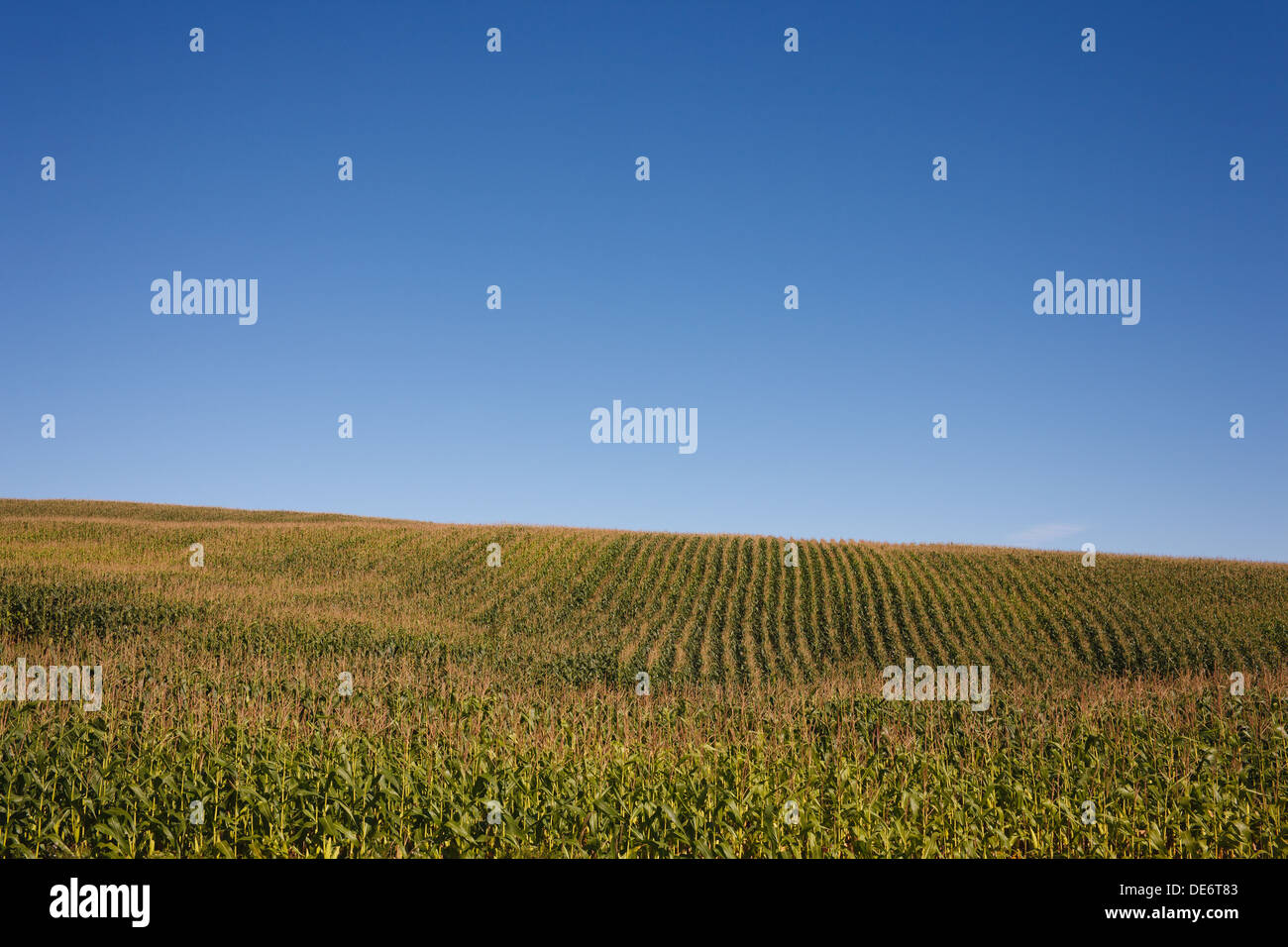 Corn field and clear blue sky Stock Photo