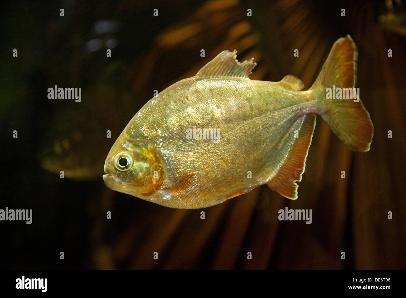 Lobe Toothed Piranha fish, - Pygopristis denticulata,  from the Lower Amazon, South America Stock Photo