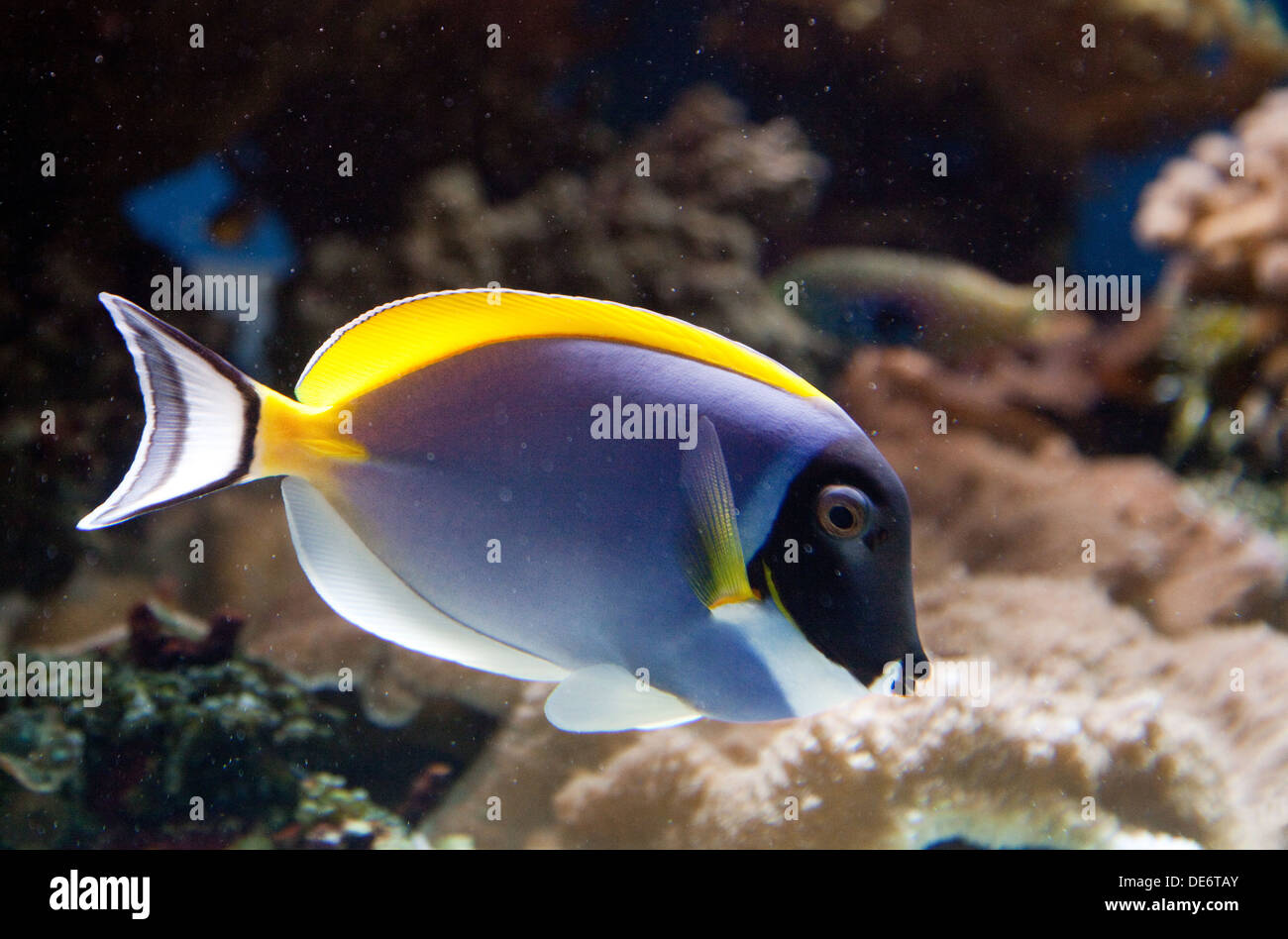 Powder Blue Surgeonfish, -  Acanthurus Leucosternon, a tropical fish found in the Indo-Pacific Stock Photo