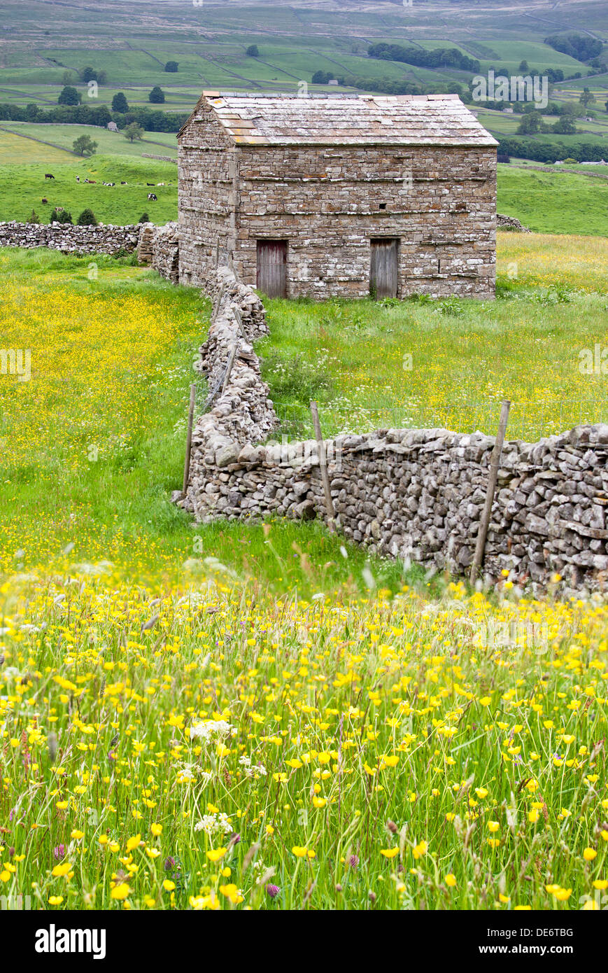 Hay meadow and traditional stone Fieldbarn at Wensleydale in the Yorkshire Dales, North Yorkshire, UK Stock Photo