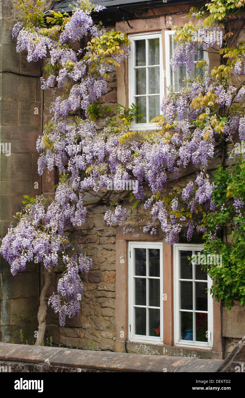 Flowering lilac wisteria vines cascades down the front of a traditional  stone cottage in Winster, Peak District, Derbyshire,UK Stock Photo - Alamy