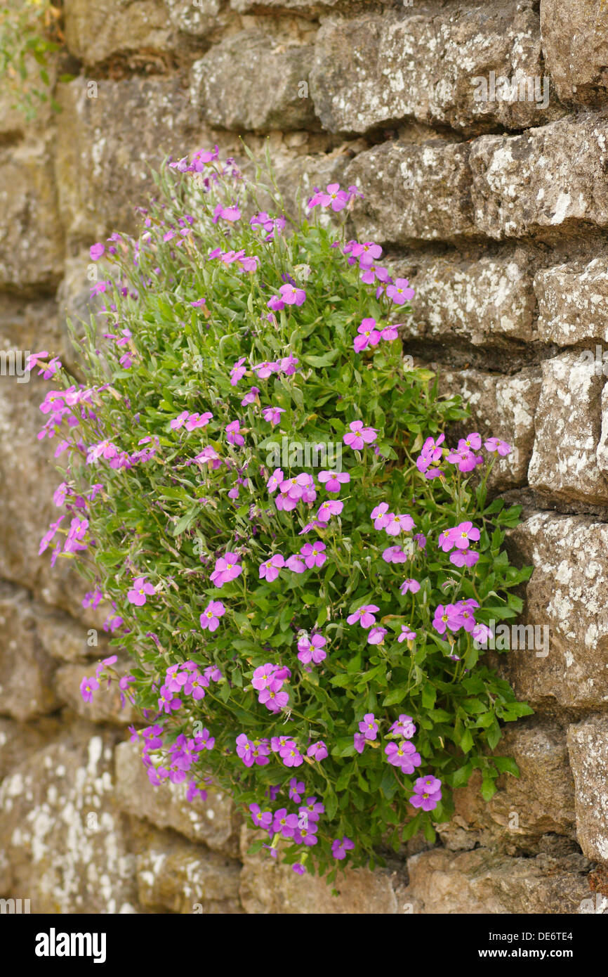Garden stone wall hi-res stock photography and images - Alamy