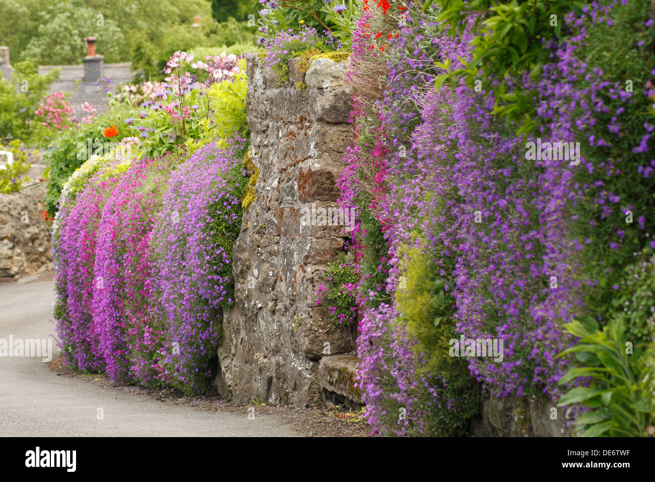 Lilac and pink aubrietas cascade down a garden wall. UK Stock Photo