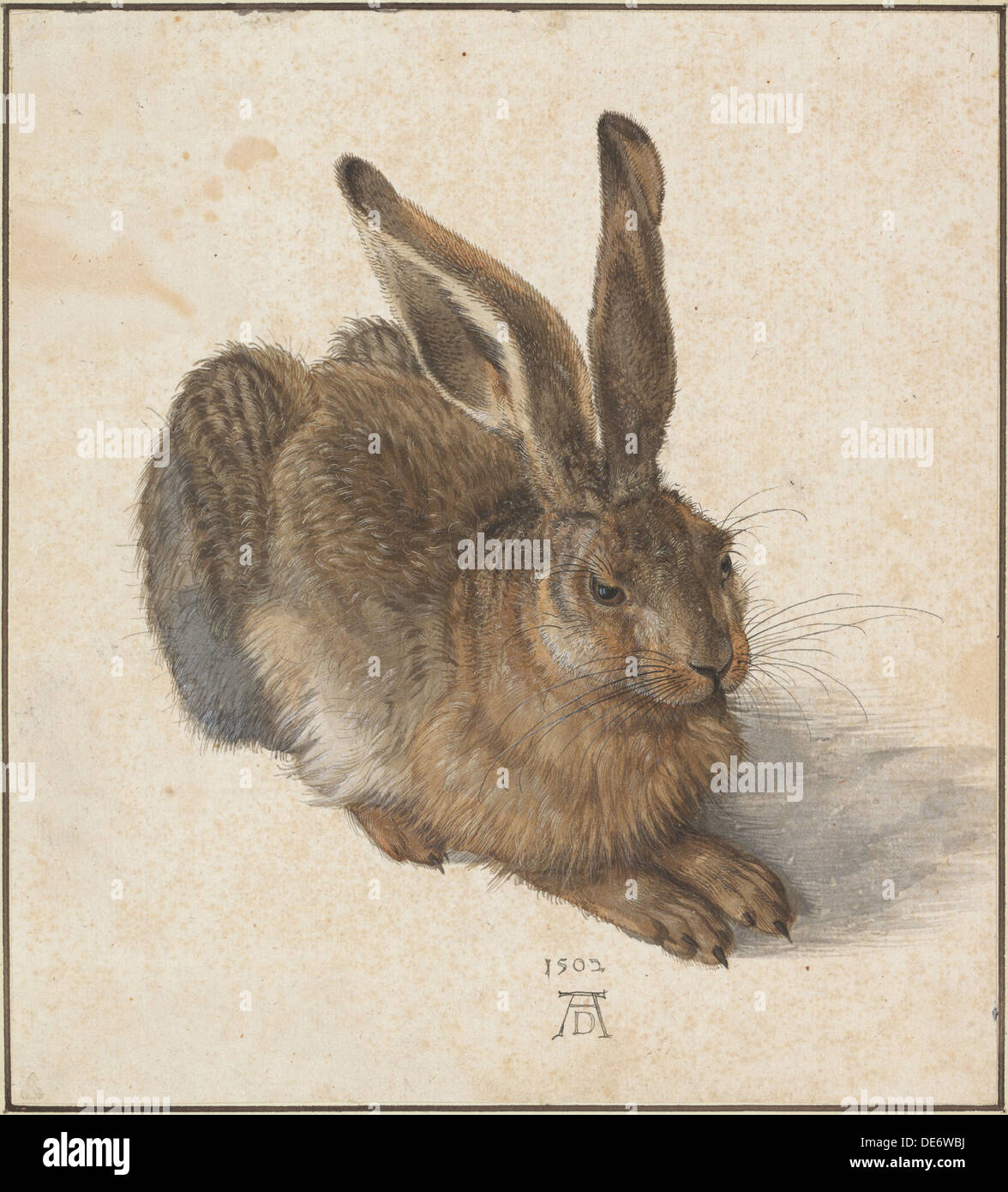Hare, 1502. Artist: Dürer, Albrecht (1471-1528) Stock Photo