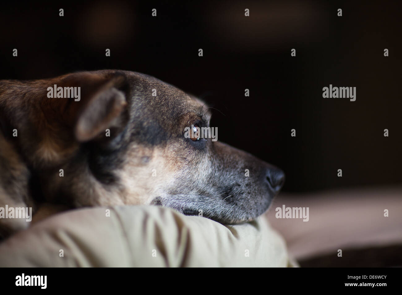 Sad looking German Shepherd cross breed dog laying on bed waiting for owner. Stock Photo