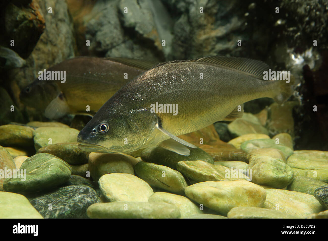 Bosesmania microlepis fish in aquarium Stock Photo