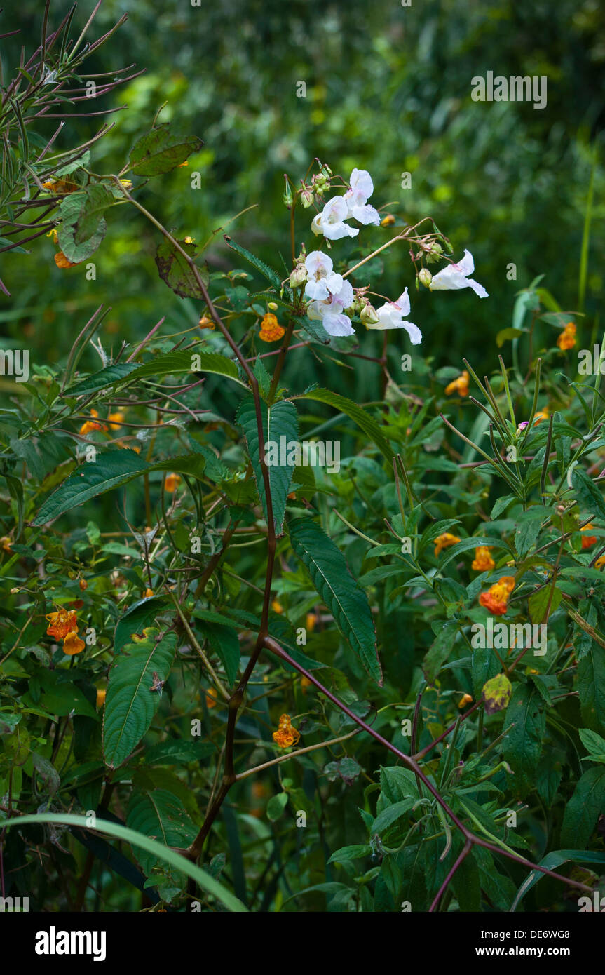 Himalayan Balsam Impatiens glandulifera Stock Photo