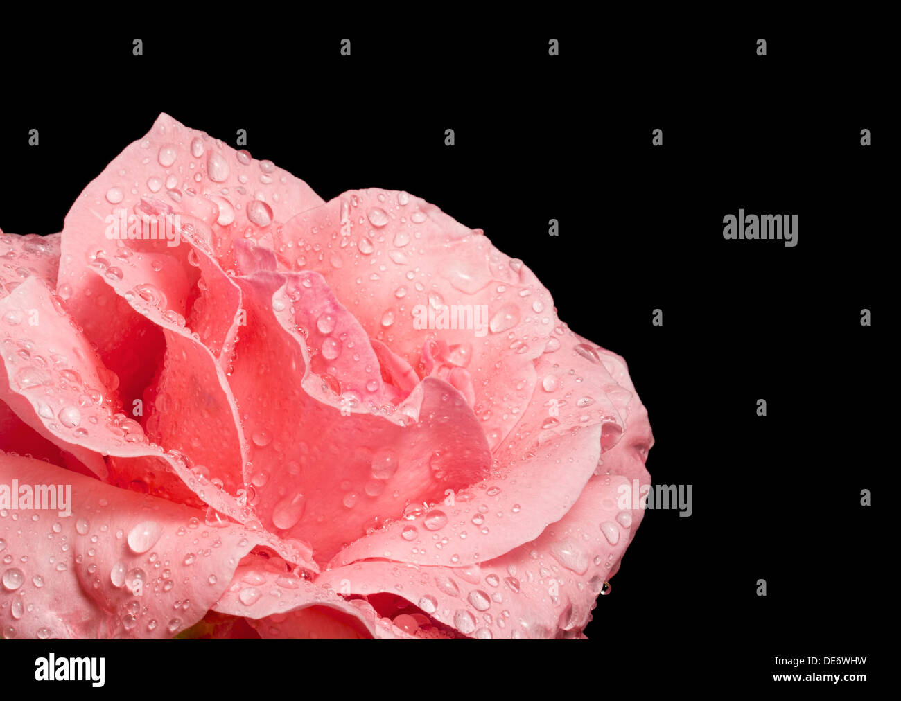 Beautiful pink rose with water droplets on black Stock Photo - Alamy