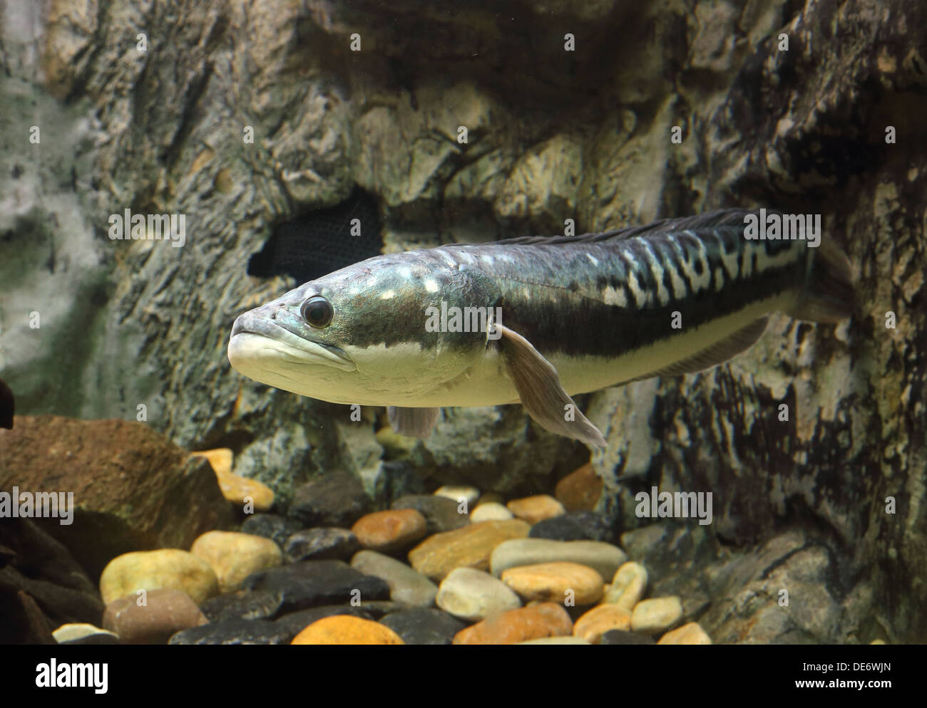 fish Great snakehead.(Channa micropeltes) in aquarium Stock Photo