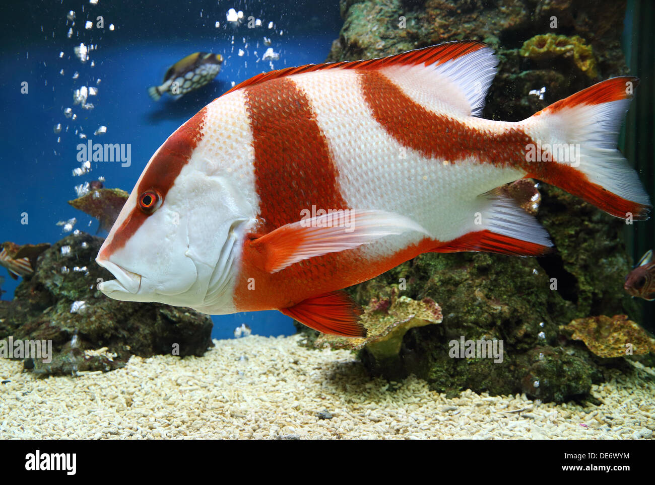 red emperor (Lutjanus sebae) in aquarium Stock Photo