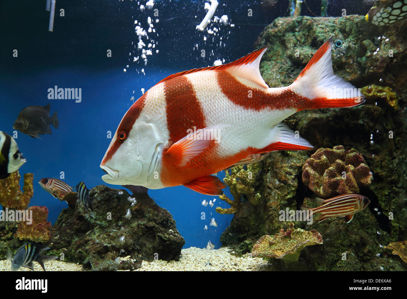 red emperor (Lutjanus sebae) in aquarium Stock Photo