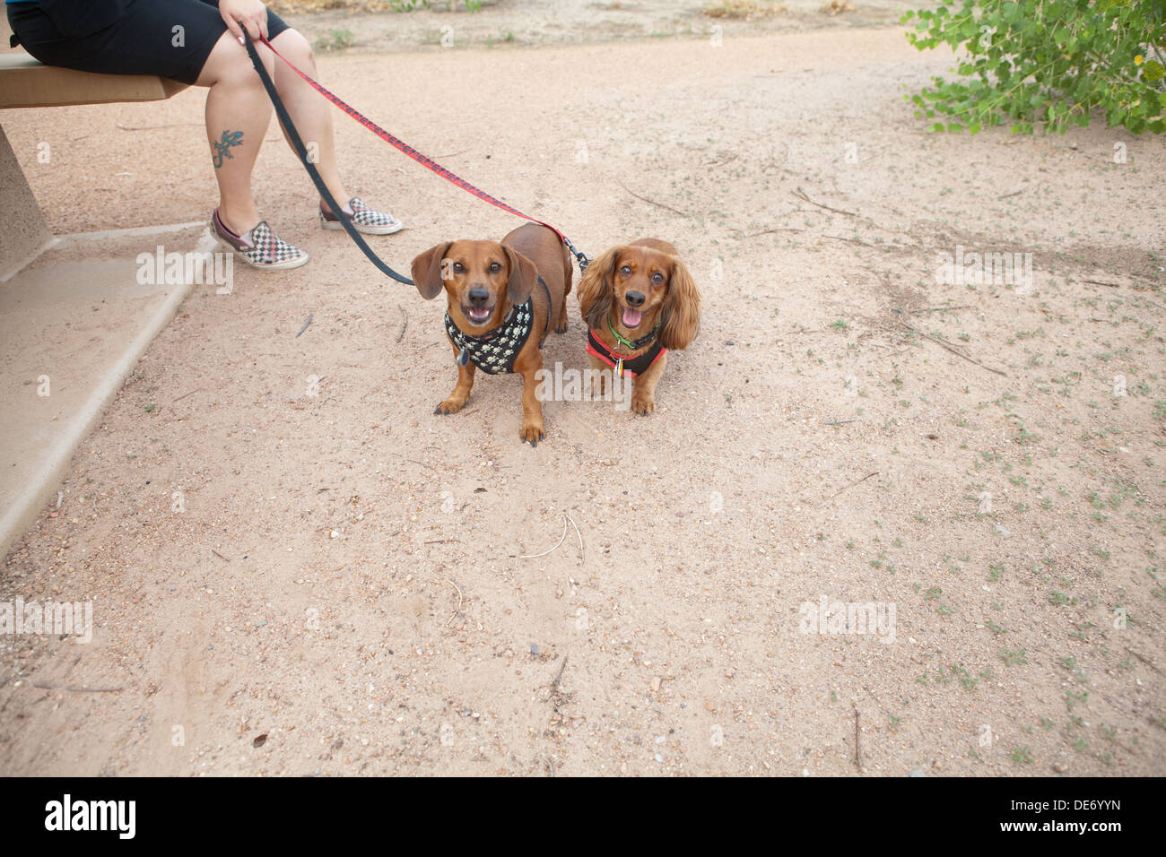 Two dachshunds on a leash. Stock Photo