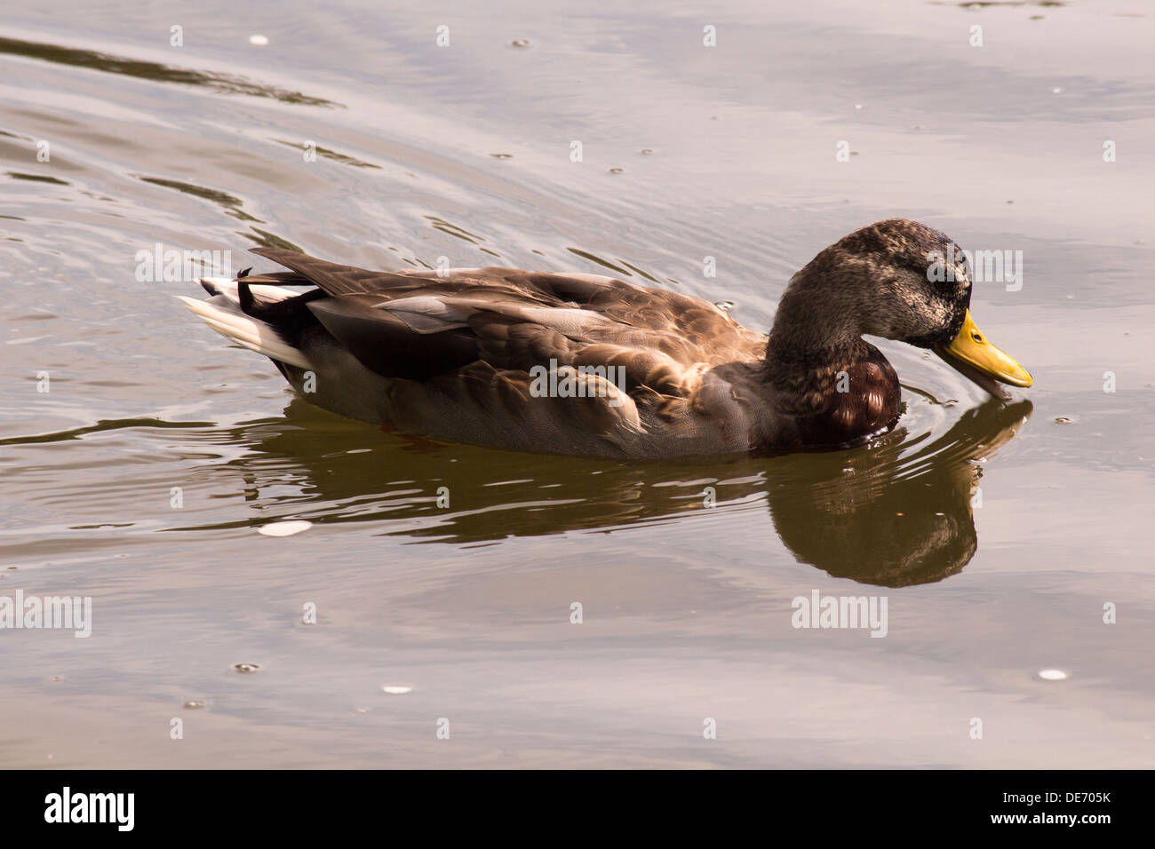 Female Mallard duck with a yellow bill paddling over water and drinking Stock Photo