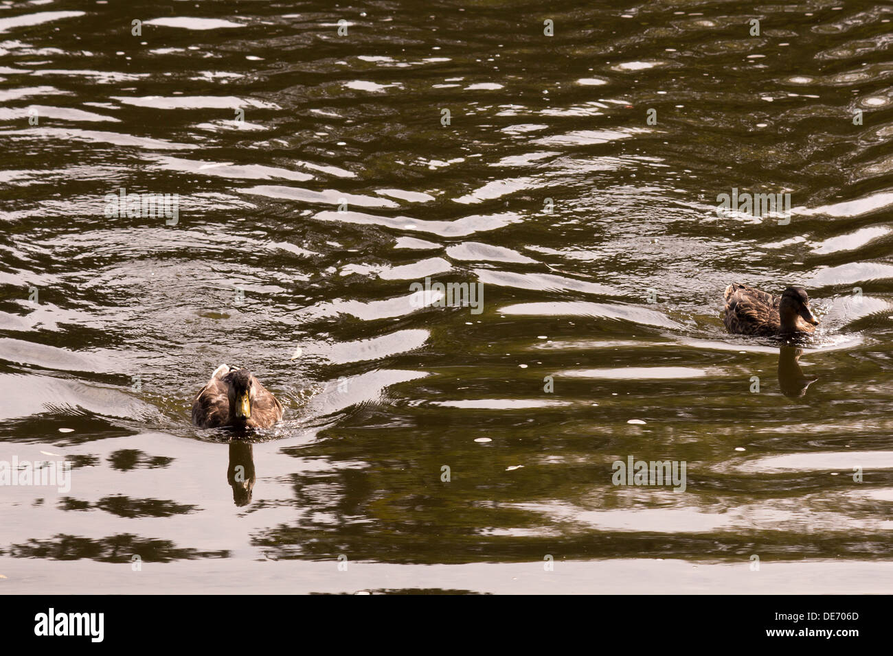 2 female mallard ducks swimming across river Stock Photo