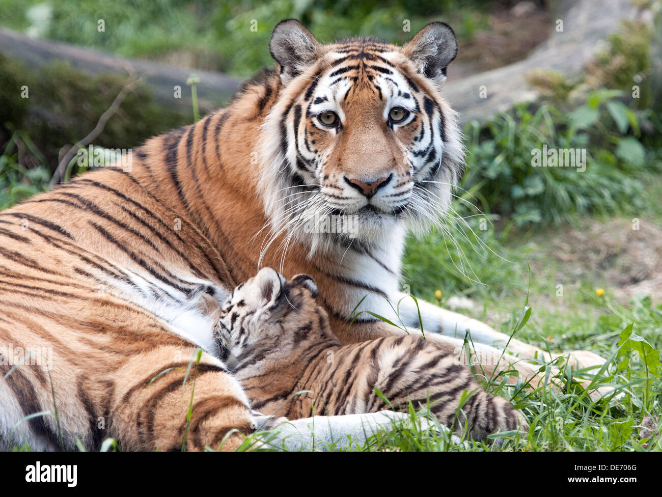 tiger cubs playing with mom
