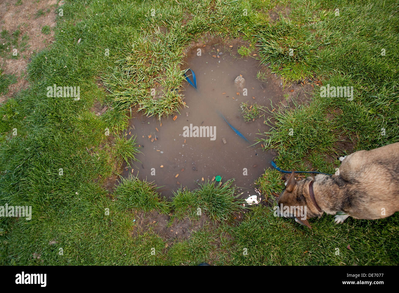 dog smelling grass and puddles in a park. Stock Photo