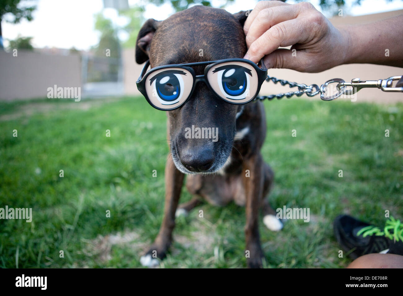 Pet owner placing Animation eye glasses on his dog. Stock Photo