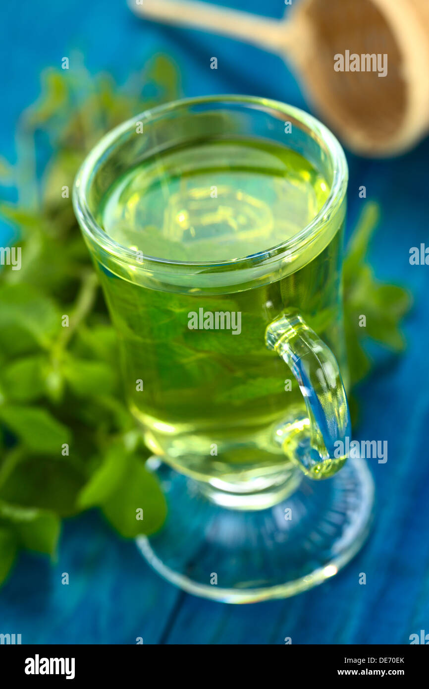 Freshly prepared mint tea out of fresh leaves served in glass cup with leaves on the side and strainer in the back Stock Photo