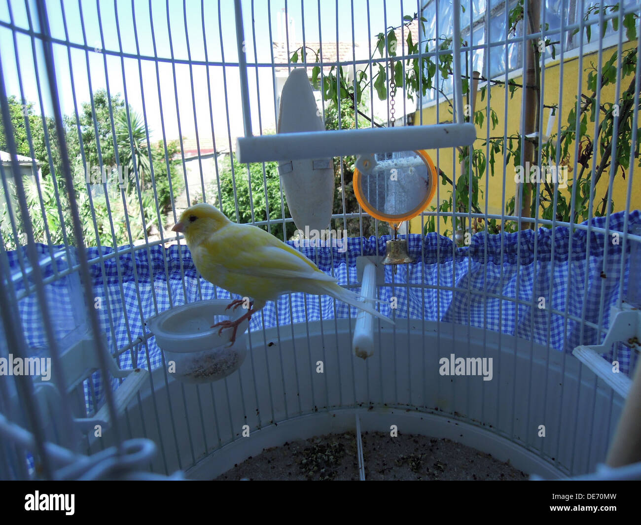 canaries for sale sydney