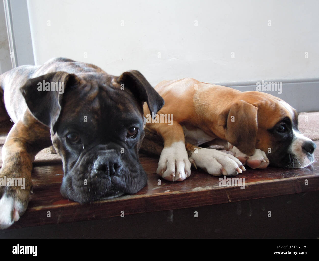 Lying on stairs hires stock photography and images Alamy