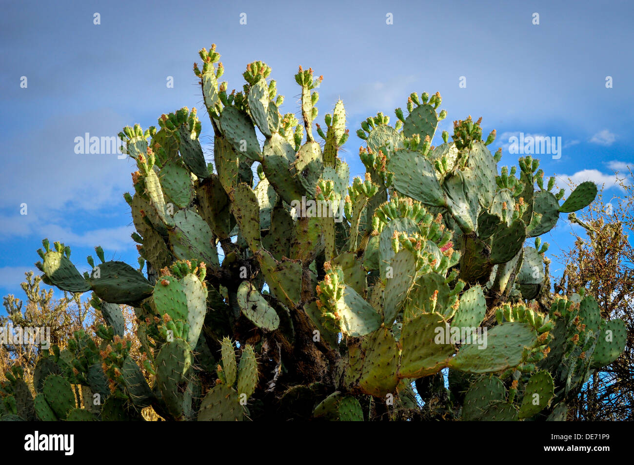 Arizona Desert prickly pear cactus in bloom Opuntia engelmannii Stock Photo